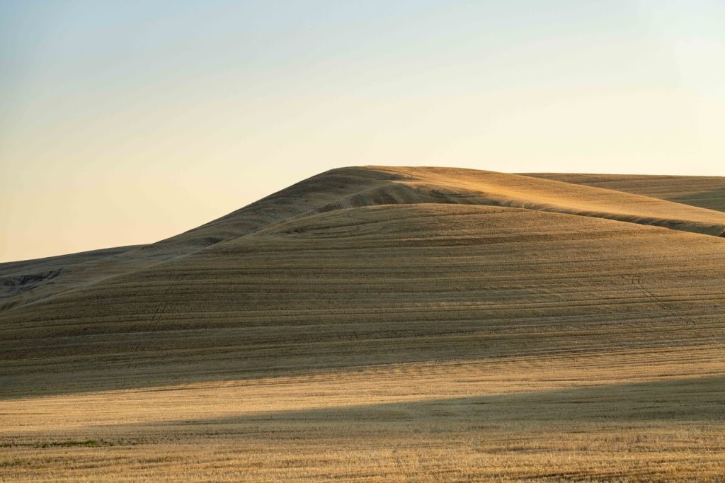 Wheat: Photographs by Neal Rantoul