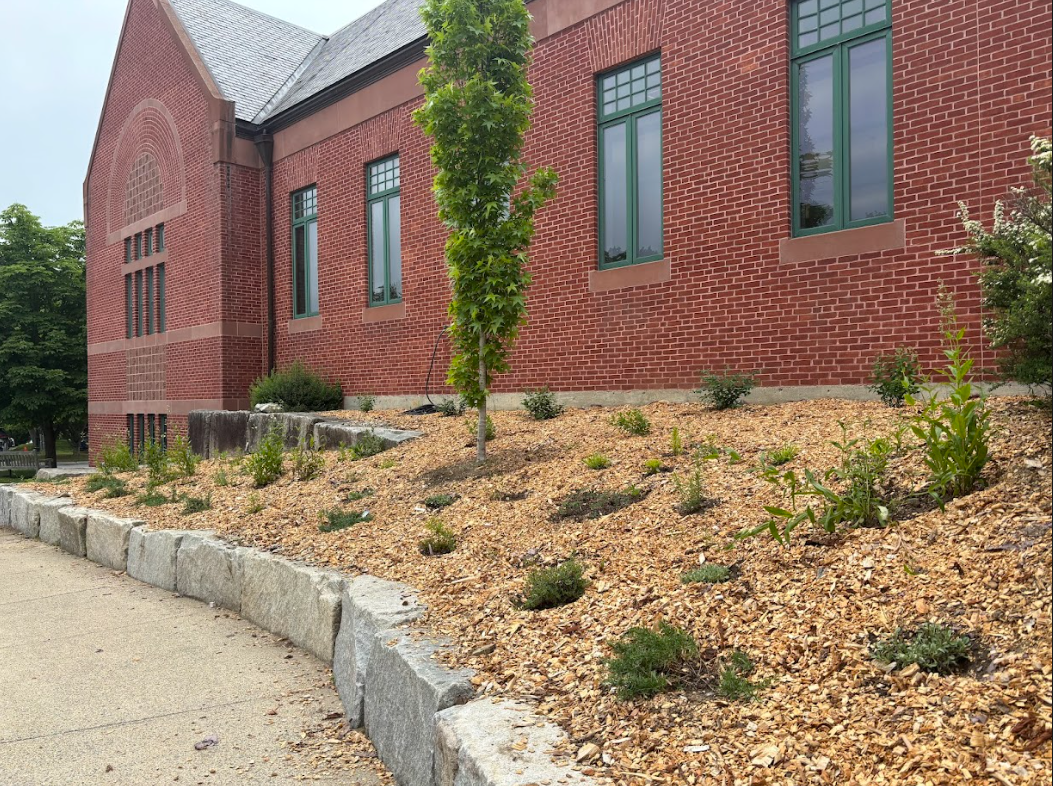The Wilde Garden after it was newly planted, with small shrubs and flowers surrounding a tall, slender tree. The garden abuts the side of the Acton Memorial Library